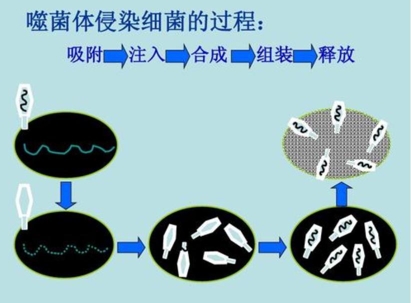 抗生素耐药性的挑战与应对策略，抗生素耐药性的挑战及应对策略探讨