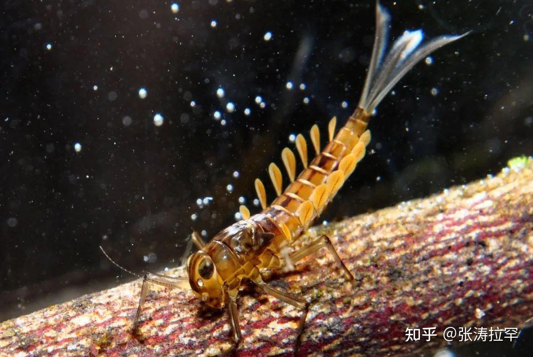 揭秘蜉蝣生物奇迹，探寻微小世界的秘密