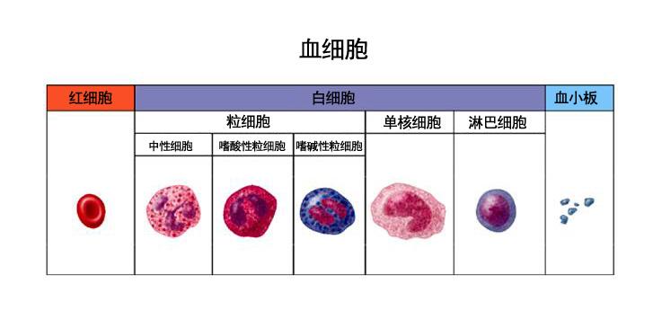 最新血细胞研究成果与未来展望分析