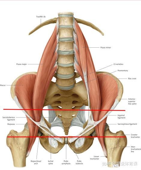 探究髂腰肌的新认识及其位置特点分析