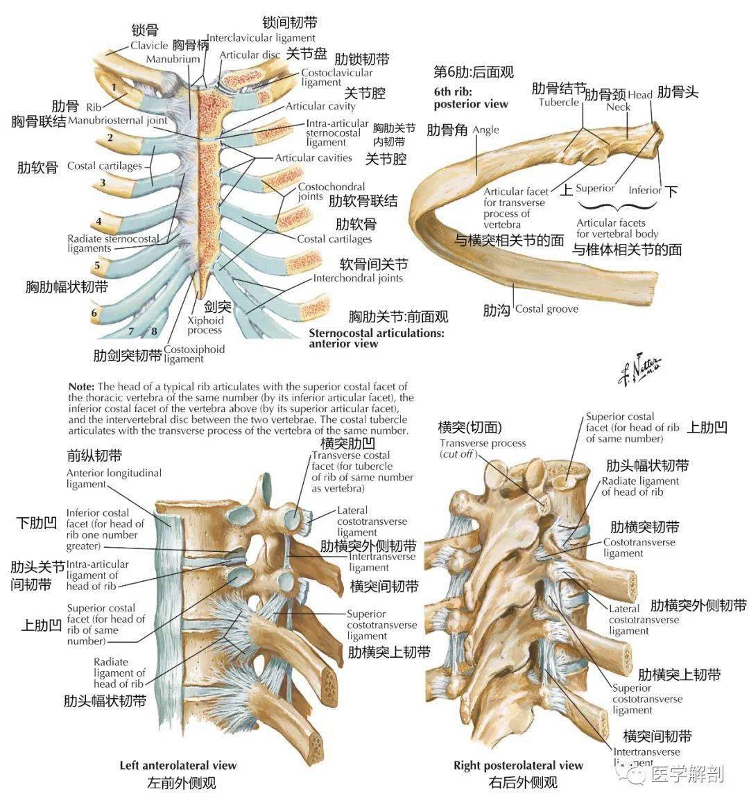 肋骨最新位置图，揭秘人体结构的深层奥秘