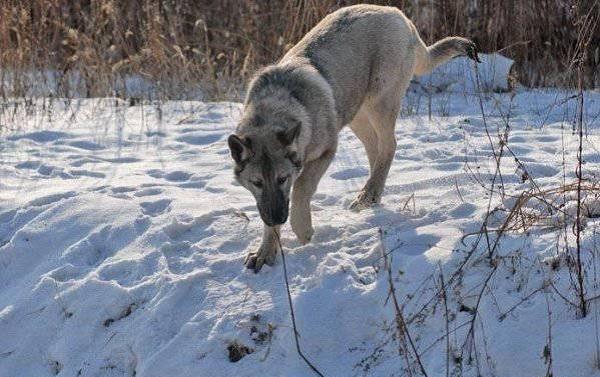 正宗狼青犬研究与繁育进展最新报告