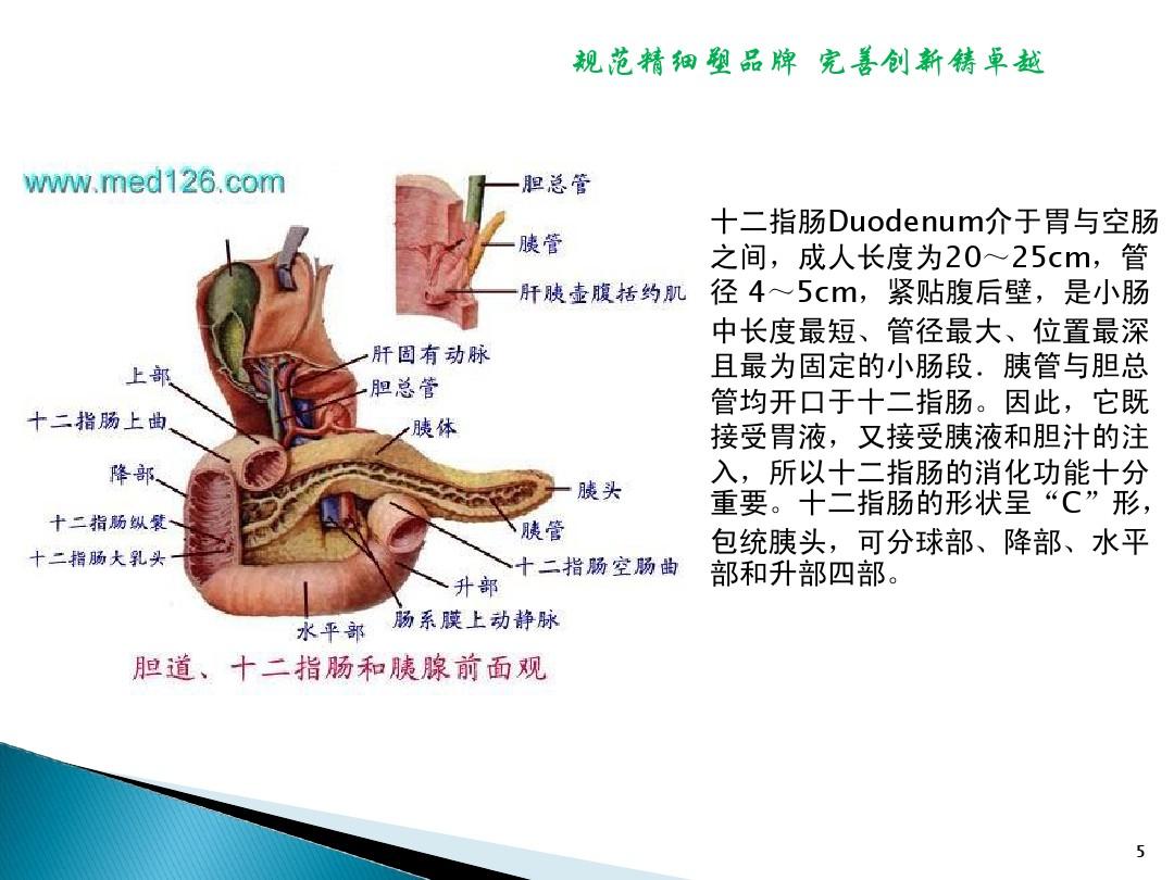 十二指肠最新研究进展概览