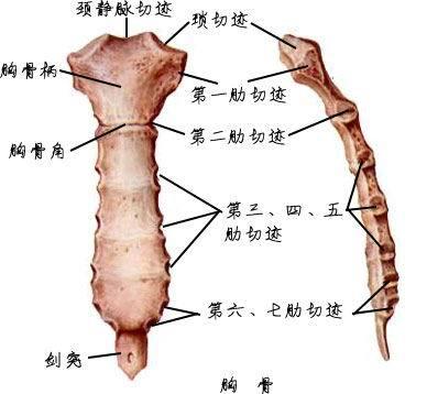 最新胸骨构造图解及其在临床应用中的重要性