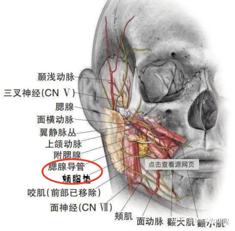 腮腺位置最新研究进展及其临床应用探讨