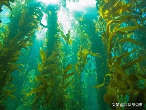 海藻最新种类概览与应用前景深度研究