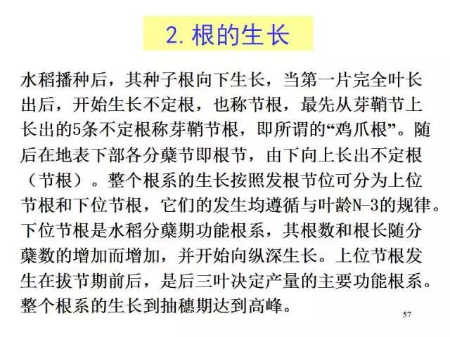 水稻PPT模板助力农业科研与教育，免费下载资源来啦！