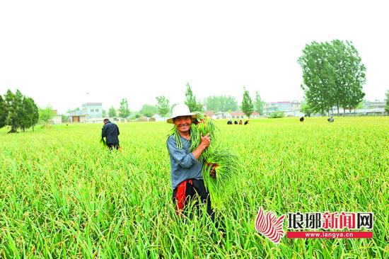 山东苍山蒜苔最新价格概览与深度分析